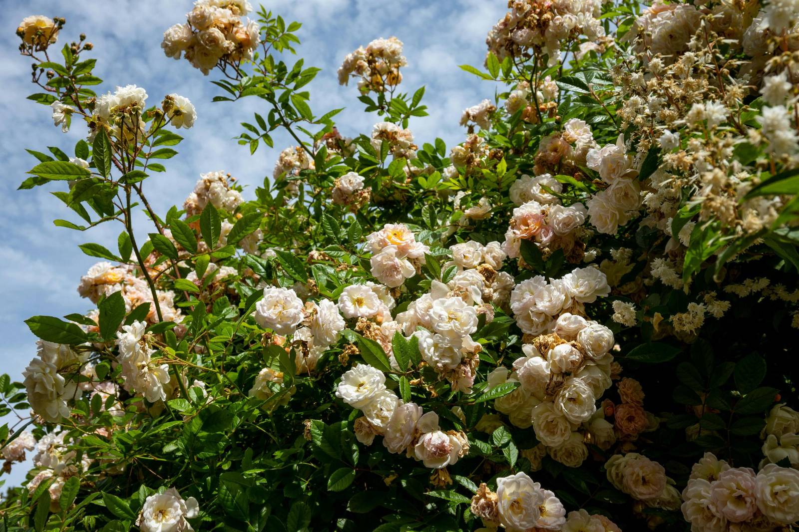Ogród botaniczny Zielona Góra – wszystko, co musisz wiedzieć o odwiedzinach, atrakcjach i historii