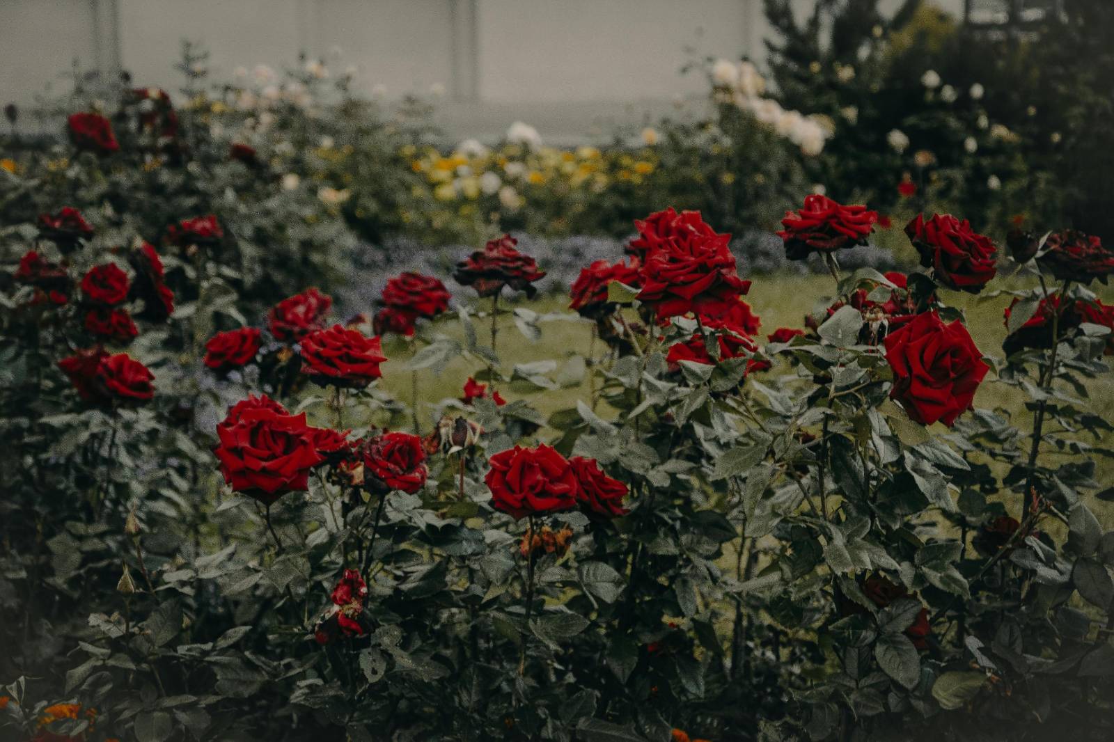 Ogród botaniczny Wrocław – przewodnik po najpiękniejszym miejscu w sercu Dolnego Śląska